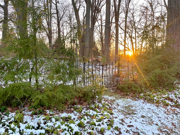 Evergreen Hedges & Perennials: Epimediums on Hellebore Hill; Arborvitaes by the drive; Hemlock framing the Daffodil Dell; and Autumn ferns in the snow.