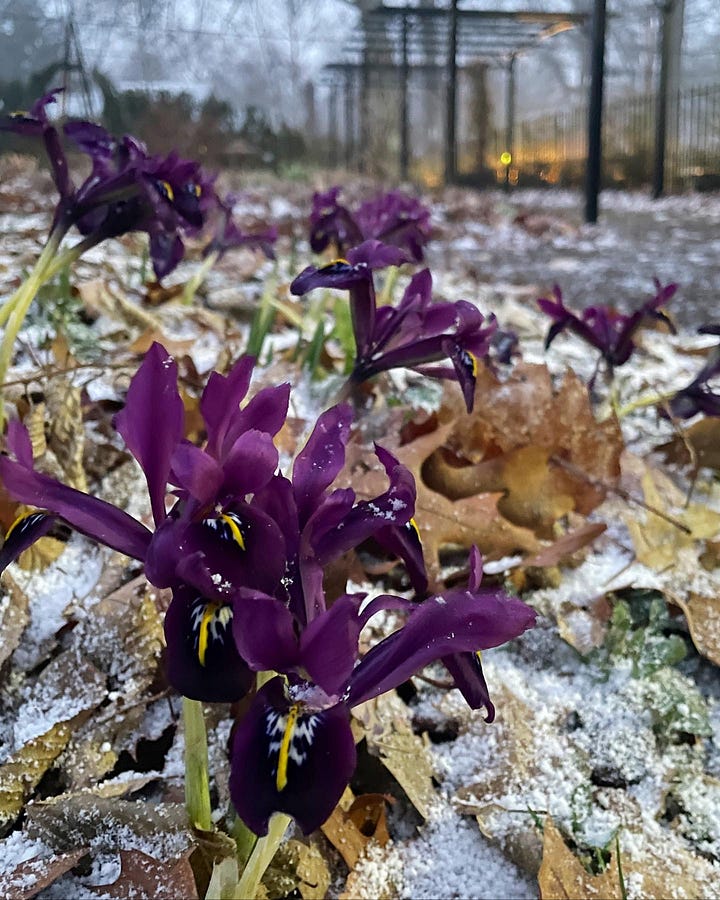 Iris histrioides 'Katharine Hodgkin' and I. h. 'George' in the snow this week.