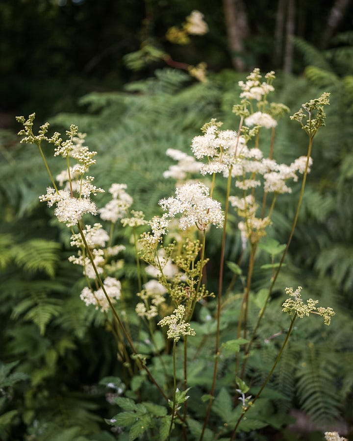 Meadowsweet flowers