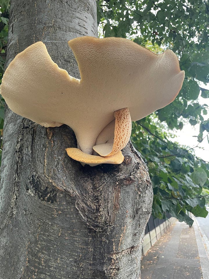 photos of wild mushrooms growing in and nearby the Leyton Boundary Garden: White Dapperling and Dryad's Saddle