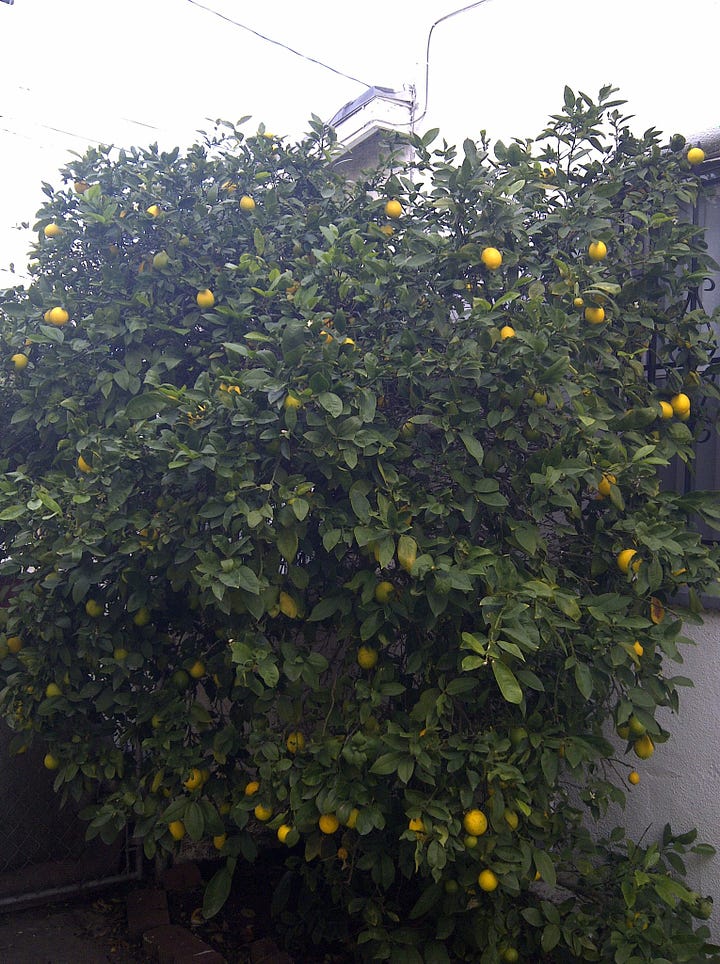 Lemon and apricot trees at my old house