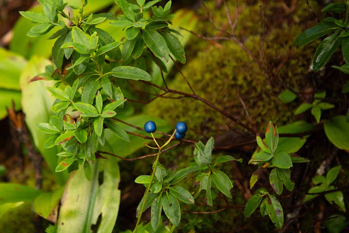 Bright coral berries against the lush green floor of a wood and the deep cobalt-hue of berries of the Blue-bead Lily plant.