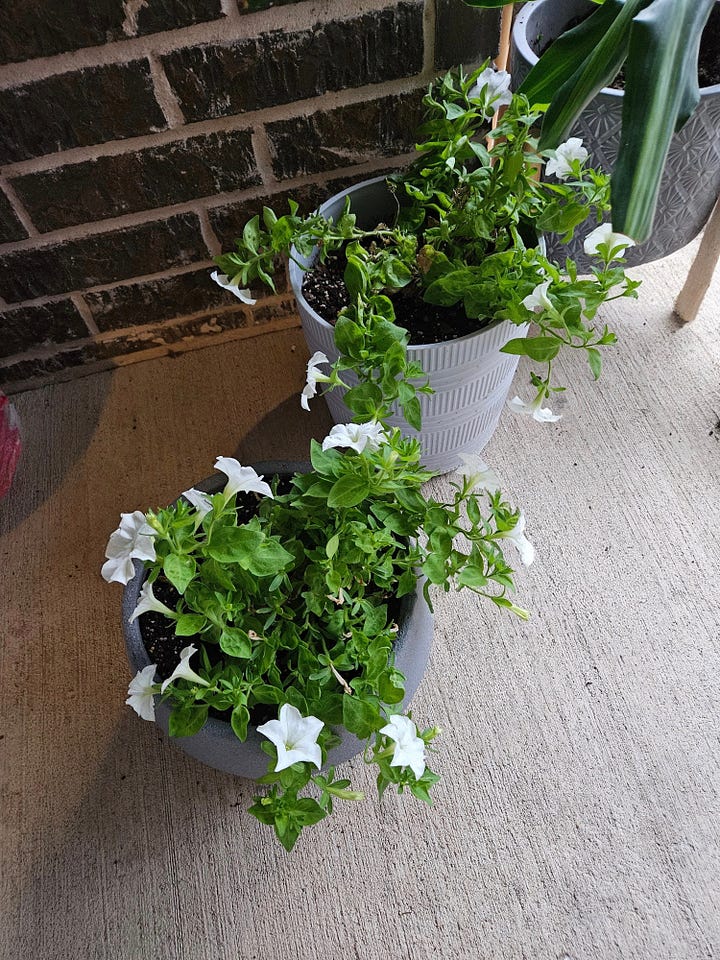 Firefly Petunias