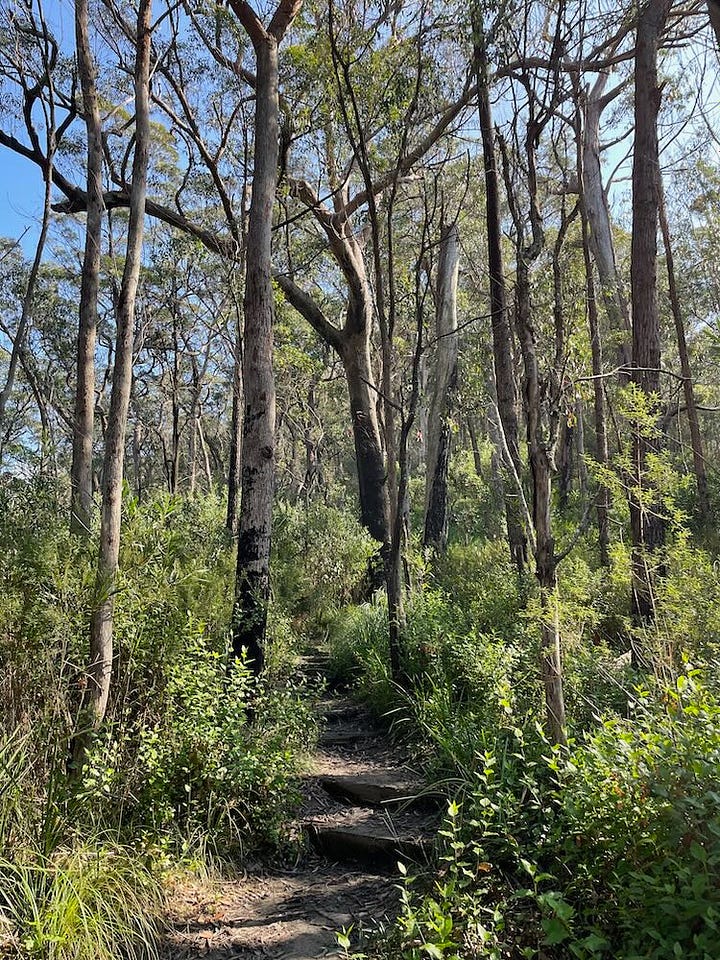 Walking Pigeon House Mountain Trail