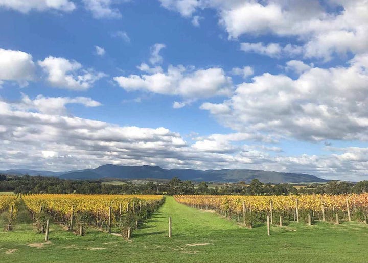 Oakridge Estate and vineyards in Yarra Valley