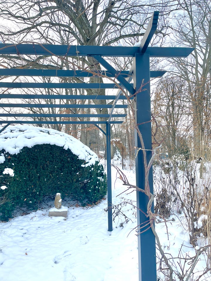 The Pergola Walk: January and June with Wisteria 'Amethyst Falls'