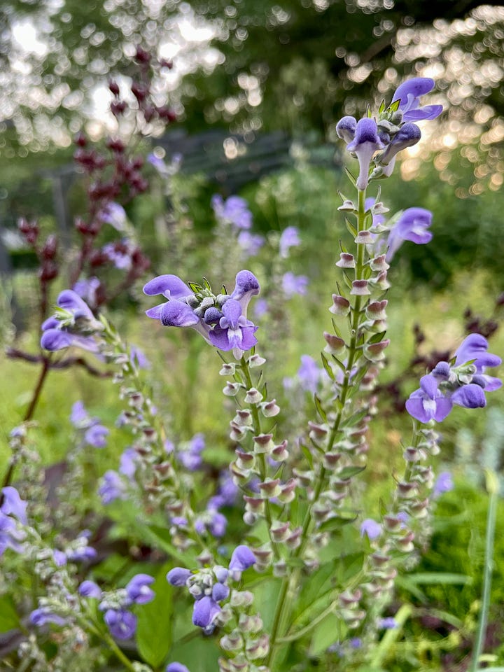 One flower I was happy to add last year is the native Blue Skullcap, Scutellaria lateriflora. 