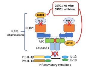 OmegaOne Therapeutics - Inhibiting the NLRP3 Inflammasome for Treatment of Sepsis