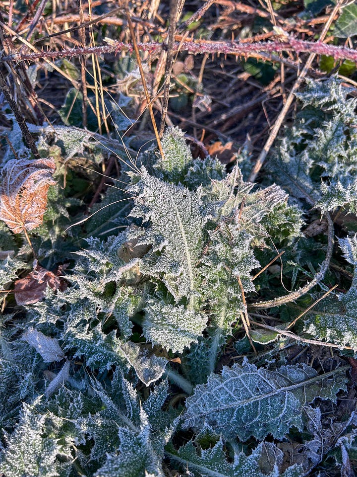 Crisp winter walks  - beautiful Brighton 