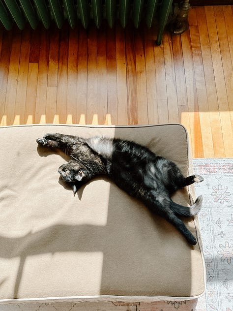 A gray cat stretches toward sunlight on a sofa (left). An orange cat lounges in its bed by a sunny window (right).