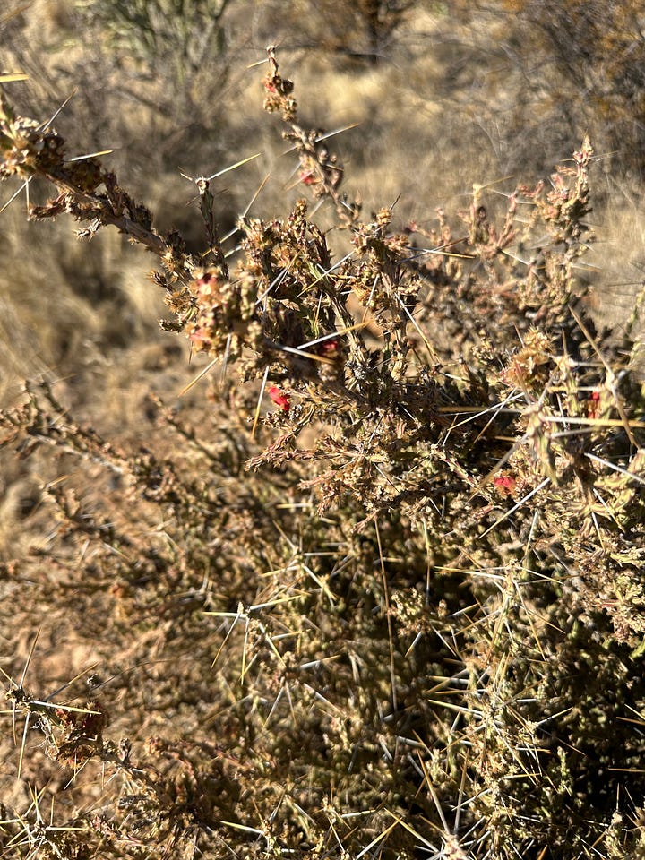 Cholla cacti during drought