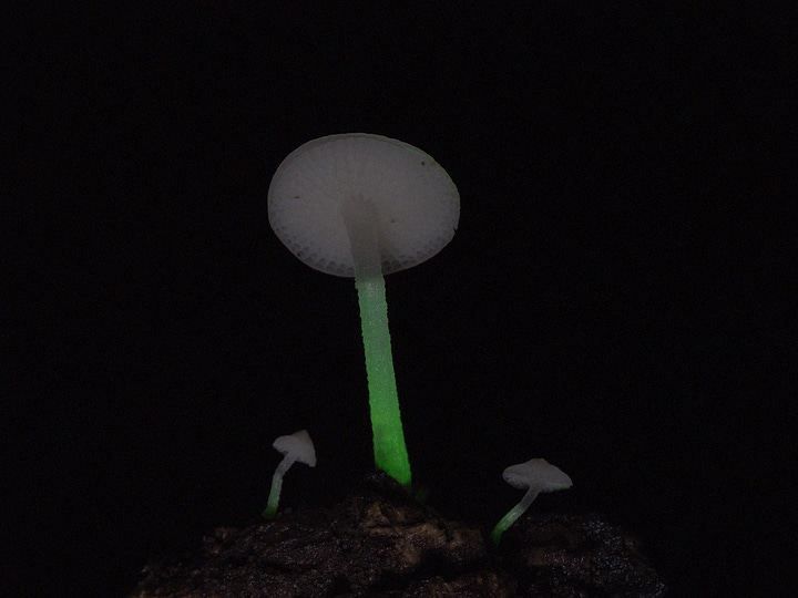 glow in the dark Filoboletus manipularis