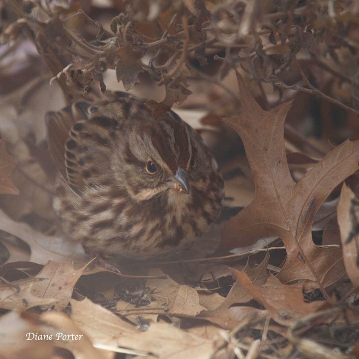 The first image is a Song Sparrow on the ground among fallen Pin Oak leaves. The second image is a Song Sparrow in snow. Its feathers are puffed up as protection against the cold.