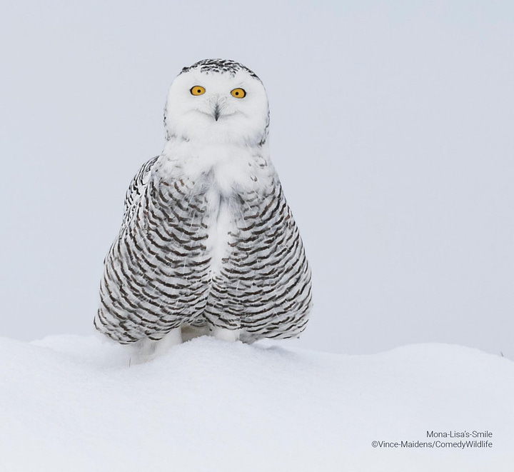 Comedy Wildlife Photography Awards 2023