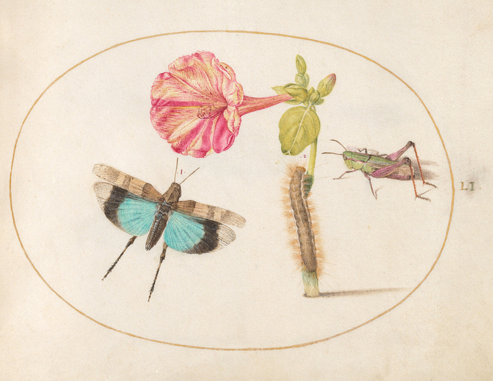 Highly varied images of historic art from the National Gallery archives, including marine crustacean colour sketches, sketches of women's faces, a painting of some ornate roccoco wall design, some more colour animal sketches but with butterflies, catepillars and grasshoppers next to a bright pink flower, plus some hands clasped together in charcoal.