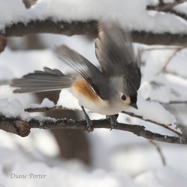 Tufted Titmice, somewhat safe from hawks in the shelter of dense branches
