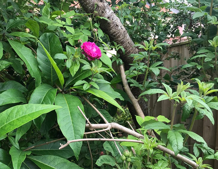 Large pink rose climbing through a tree, and a hedge full of red rose hips
