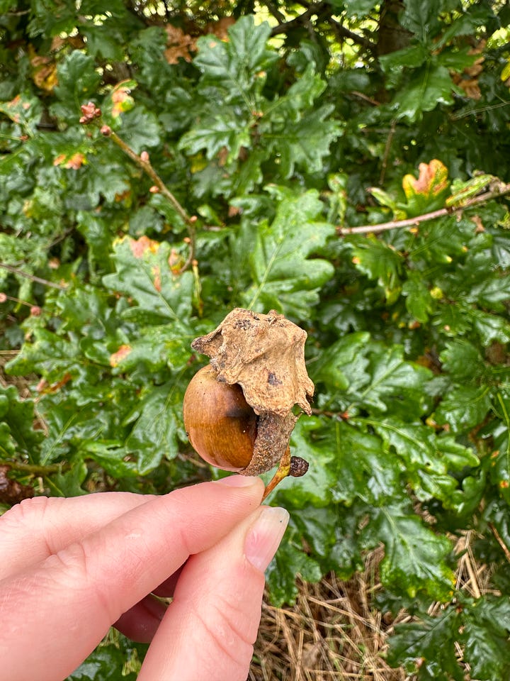 A selection of images showing various types of oak galls caused by wasps, the oak leaves and hands holding some perfectly formed acorns.