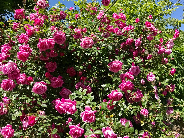 red rose jam gleaming in a glass jar; a bush of pink roses