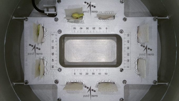 Two photos taken from above of the CROPS experiment on POEM-4. The centre of the image is a metal plate marked with rulers. Around the outside there are 8 pockets where cowpeas are growing. In one image they have just germinated, in the other they're growing their first leaves.