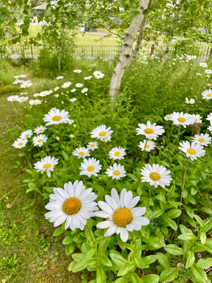 Shasta daisies in the meadow planting under the white birch trees this month. This is a magical space when the fireflies begin in the evening light. 