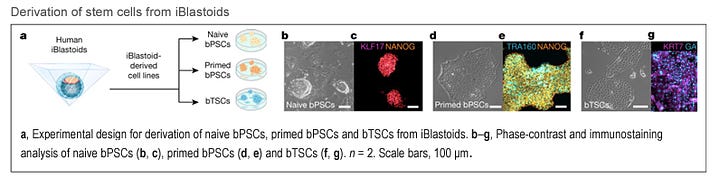 iBlastoids: 3D in vitro model of the human blastocyst