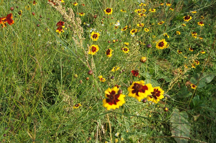 The coreopsis tinctoria trial plot, showing the plant close up, and the weeds scattered amongst the tall flowering plant.