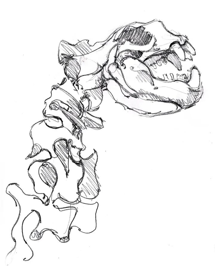 bone sketches - copyright Crystal Smith