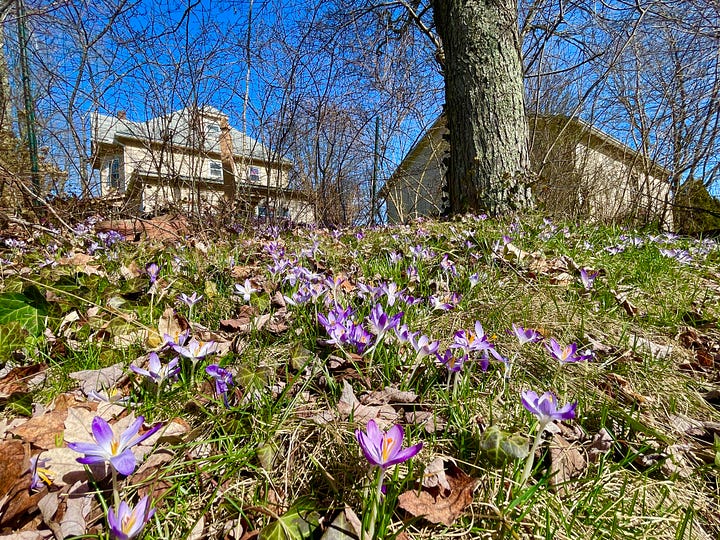 I just learned about the "stinzenplanten" a couple of weeks ago at the Galanthus Gala, and I realized that we have our own stinzen at Gilmore! There is a mounded drop-off from the back garden where these crocus are tumbling down the hill into the curb. 