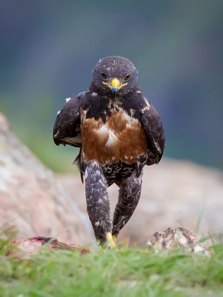 Birds with their chonky legs showing, looking hench.
