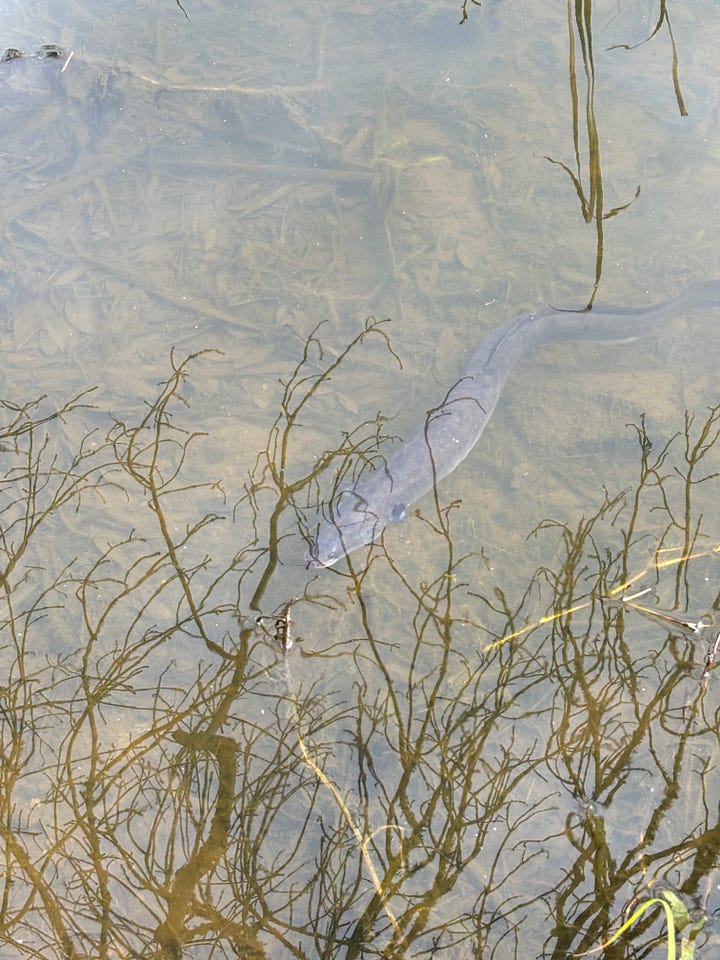 The mill with a small wooden dock at the lake at Hobbiton on an overcast day. An image of an eel swimming at the edge of the lake at Hobbiton.