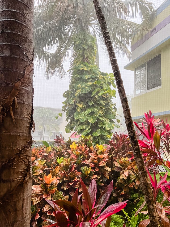 Photo looking up to two tall palm trees with sunlight streaking in; photo of a torrential downpour of rain over the same palm trees, from a different angle.