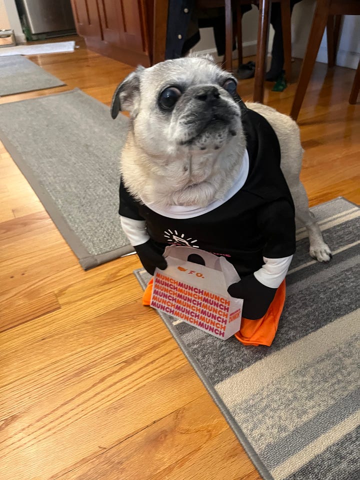 Bizzy the pug, reluctantly dressed in Dunkin' gear for Halloween.