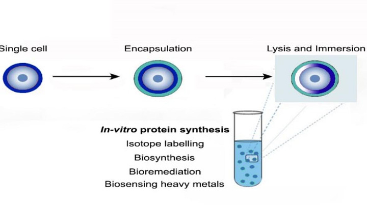 Efficient and Cost-Effective Method for Cell-Free Protein Synthesis