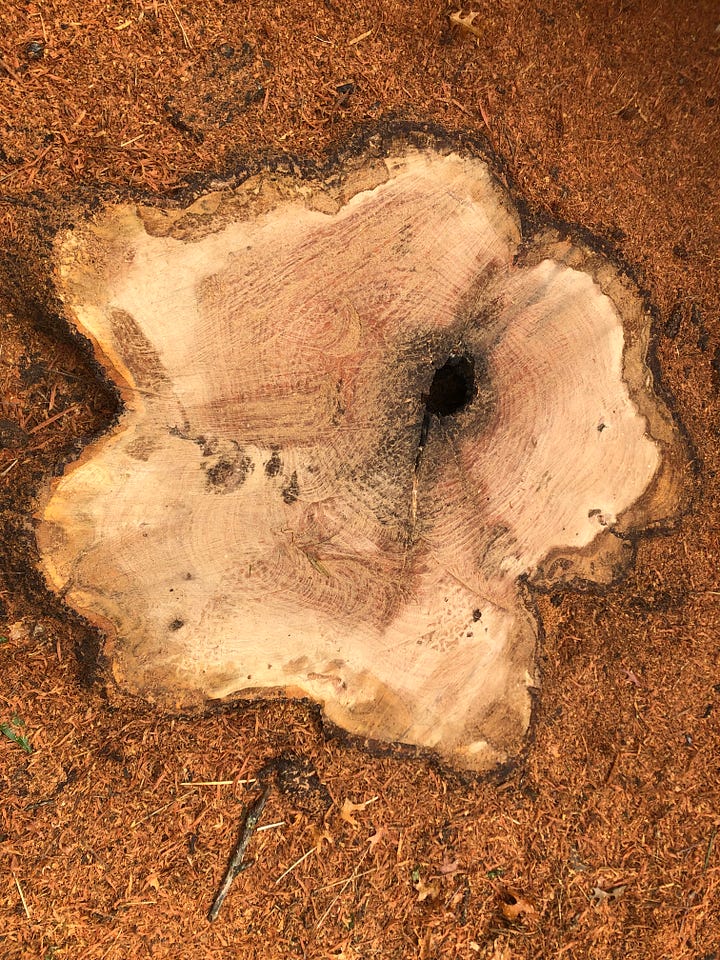 Oak tree stump 