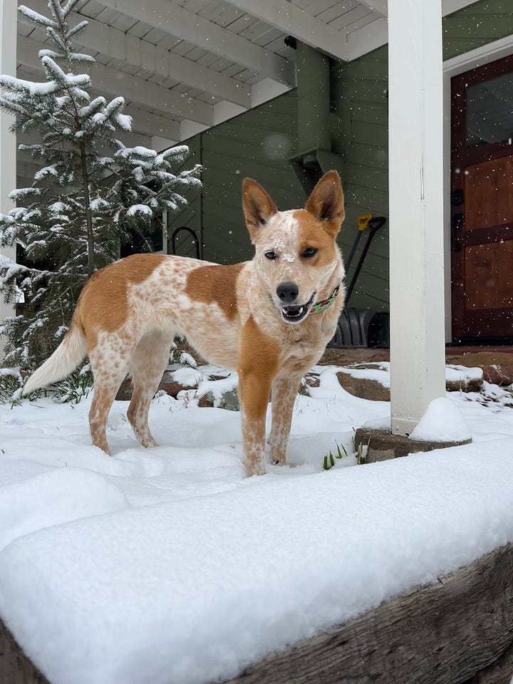 photo of red heeler dog on a mountain top and photo of a red heeler dog in the snow
