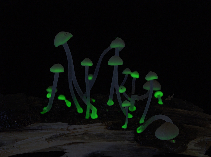 Bioluminescent Luminous Porecaps