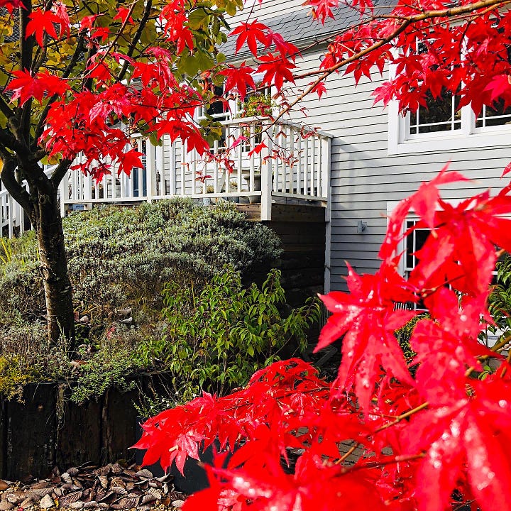 Weatherboard White House surrounded by red maple