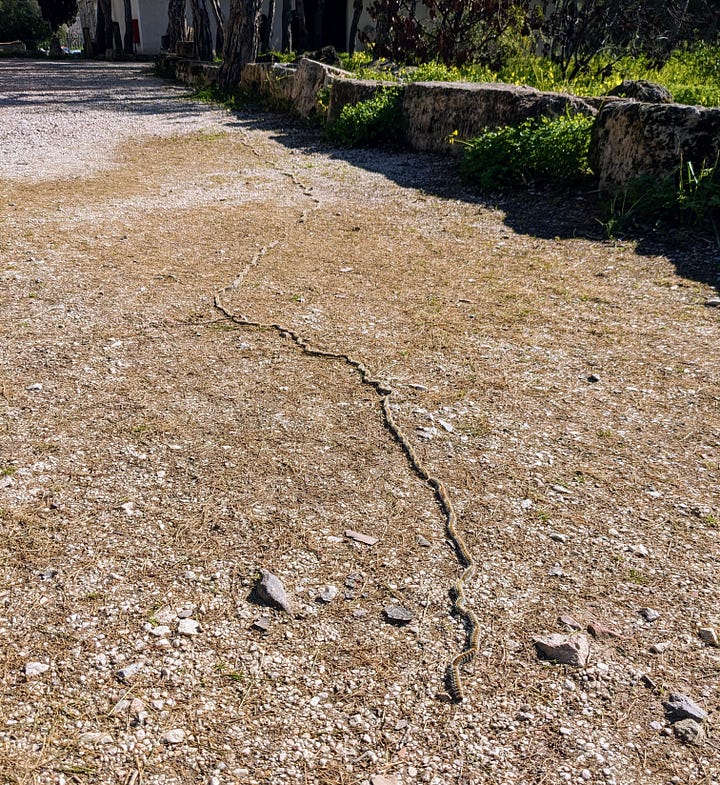 Caterpillars following each other in a straight line and bunched up together in the other photo