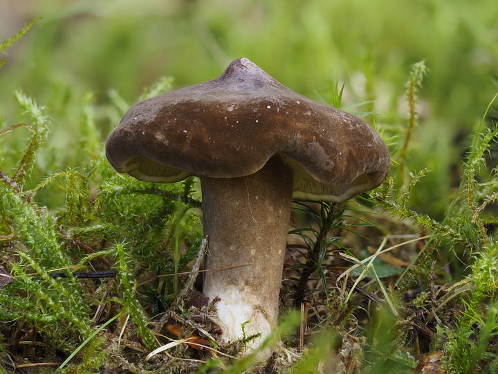 Lactarius mushrooms 