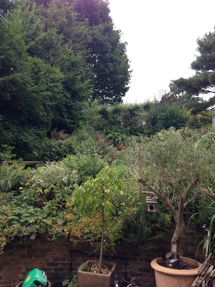 An overgrown hillside garden and steep driveway. 