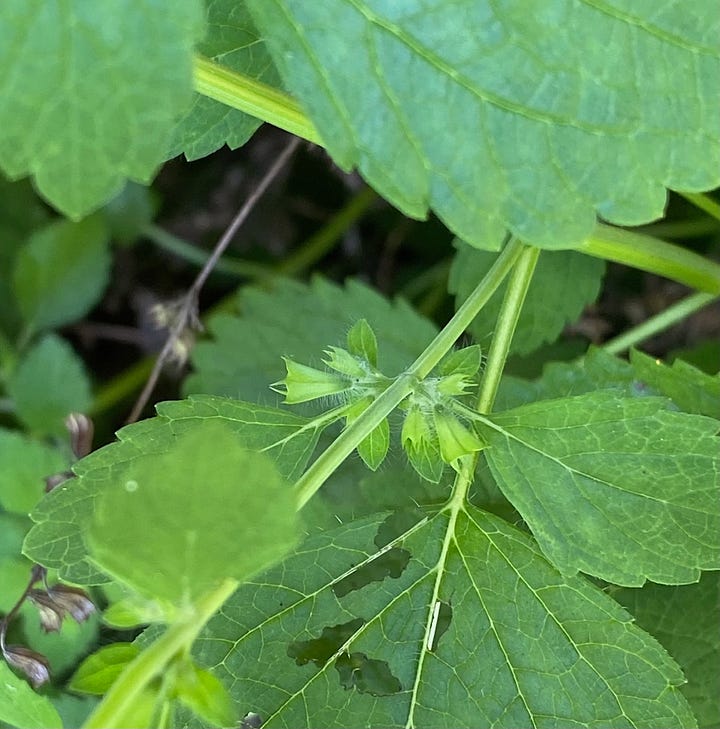 Stems and small flowers emerging from leaf axils of lemon balm 