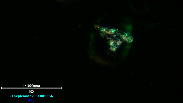 Laser scanning microscopy of hydrogel polymerizing in to a structure from inside the center of the gel area.