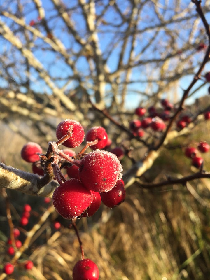 Frosty Hawthorn Berries - Ballarat 2020