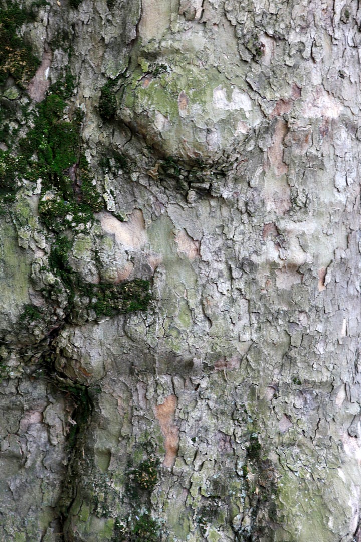 Kitabı okuduğunuzda merak edeceğiniz o ağaç