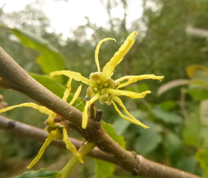 Yellow straplike petals of Virginian witch hazel and ripening seed capsules