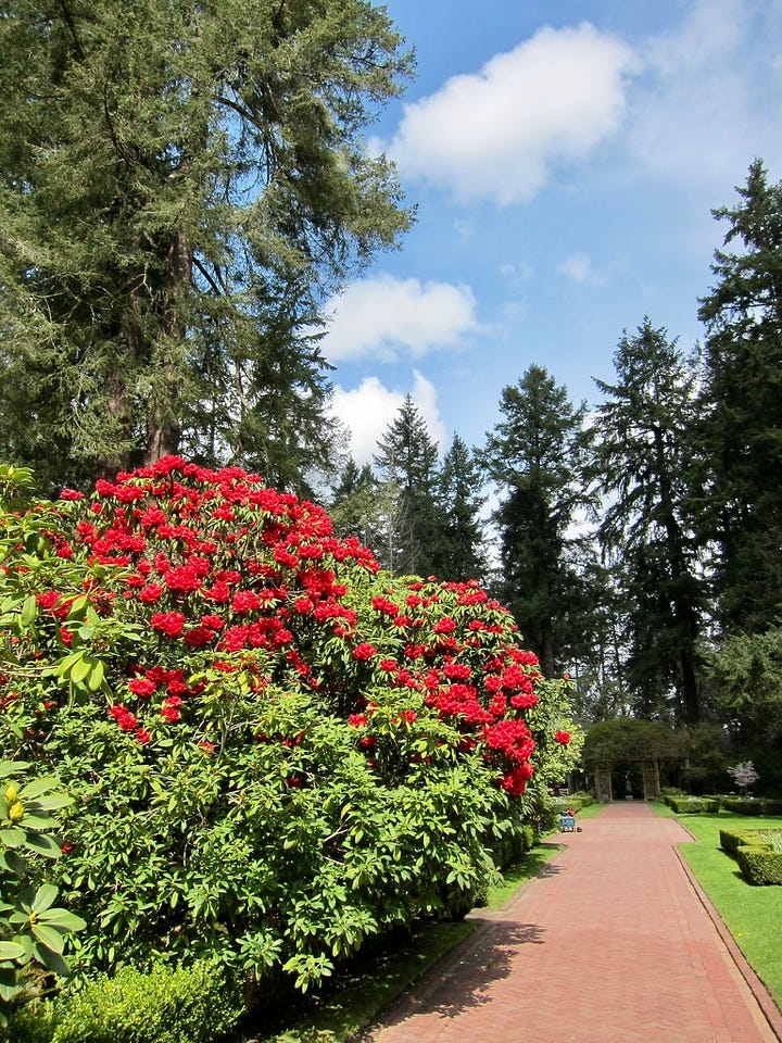 Giant rhododendrons with red bloom trusses along a red brick path, evergreen trees tower behind against a cloud and blue sky.