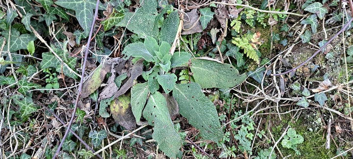 1. Leaves of the Lus Mór. 2. Daisy, stock photo by Margarita Kosior, Unsplash