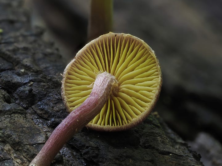 Gymnopilus sp.