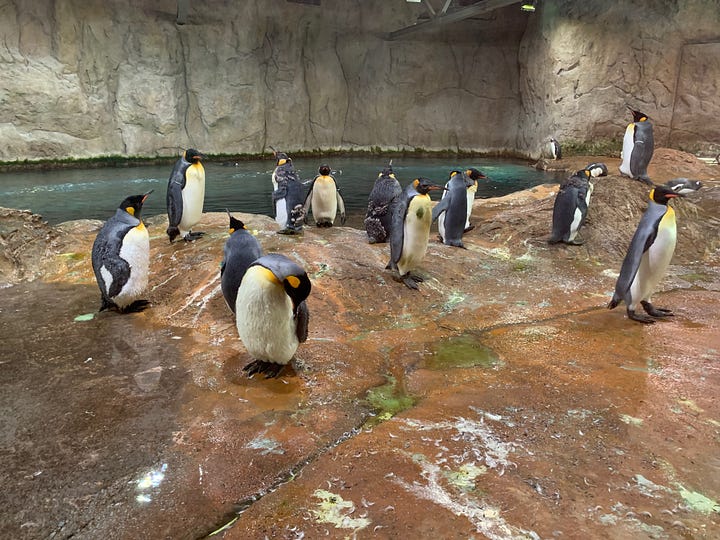 Visiting the penguins' city in the Wuppertal zoo